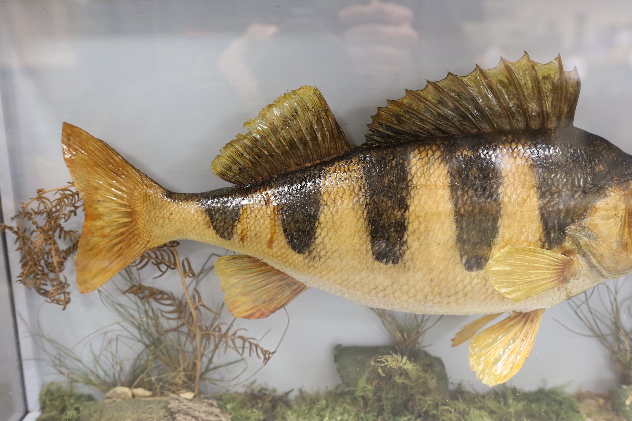 Taxidermy, a cased Perch, label to back, caught by DJ Burr, River Ure, Sept 1985, case 52 cms wide